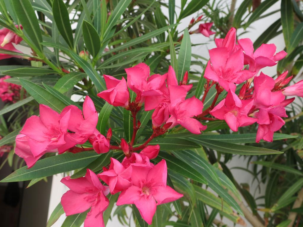 מורביש אם סי Gartenpension Fischl מראה חיצוני תמונה