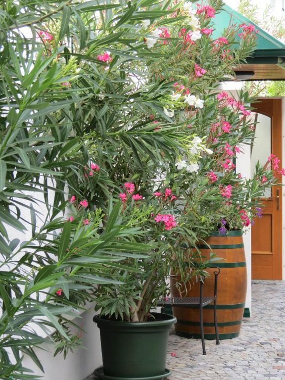 מורביש אם סי Gartenpension Fischl מראה חיצוני תמונה