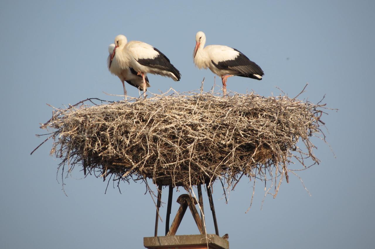 מורביש אם סי Gartenpension Fischl מראה חיצוני תמונה